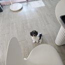 피오르(PIORR) | 🦝피오르의 위글리강아지 매트 체험 후기💕