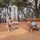 우리 집 개들과의 산책(봉제산/ 鳳啼山) 이미지