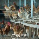 선임농장 이미지