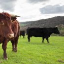 대안축산 이미지