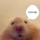 스토리 클래식 이미지