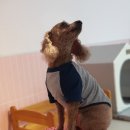 딩굴댕굴 애견호텔 유치원 이미지