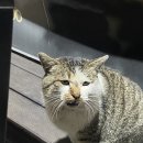 복터진날복돼지