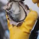 통영아지매 이미지