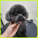 그린펫그루밍 이미지