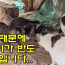 들개농장 이미지