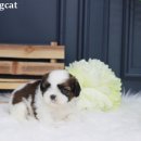 시츄언니 이미지