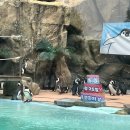 (주)엑스오푸드빌리지 | 용인 에버랜드 종일권 후기 (평일 방문 / 주차 / 꿀팁 / 로스트밸리, 사파리, 성인 놀이기구 내돈내산...