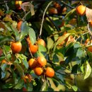 햇살나무한의원 이미지