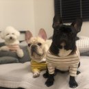 오성애견펜션 이미지