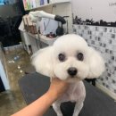 하이멍 애견미용 이미지