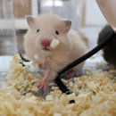 부산햄스터분양 행복햄 이미지