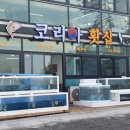 싱싱코리아 이미지