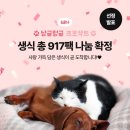 작은쉼터PC | 58차 냥글멍글 프로젝트🐶😽】 생식 917팩 나눔 확정! 길고양이 돌봄 가정, 쉼터와 손잡고 함께 나아갑니다🚚