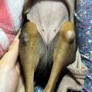 메이동물메디컬센터 | [전주 메이동물병원] 강아지 슬개골 수술 6년만에 철심, 핀 제거함