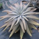 광시농장 이미지