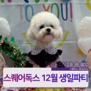 스퀘어독스롯데