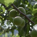 옥영농장 이미지