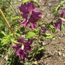 무궁화농장 이미지