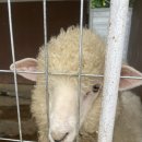 순진목장 이미지