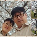 2024년4월4일 비 - 벚꽃 목요데이뚜~ 그리고 진격의 경수. 이미지