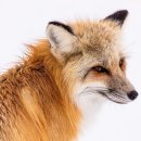 행복한여우