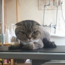 서귀고양이 이미지