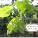 무화과나무 이미지