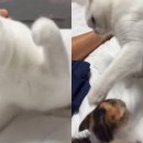 냥냥펀치 이미지