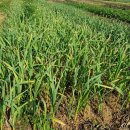 사남매농장 이미지