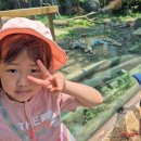 멍타주 | [아이와 부산에서 서울여행]2박3일 뚜벅이 서울여행-첫날-에버랜드 고고!! 7살 첫 에버랜드!