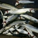 강릉 안인 숭어잡이 이미지