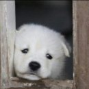 바람난 강아지 이미지