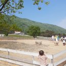 춘삼월목장 이미지