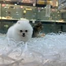 클라리온스탈릿 이미지