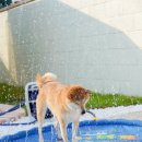 댕댕별숲 애견독채펜션 이미지