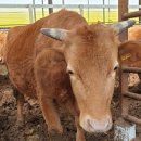 송아지농장 이미지