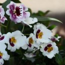 밀토니아(miltonia)
