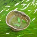 버드나무집 이미지