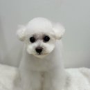 도그보니타 이미지