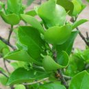 호서남초등학교 이미지