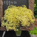 함초롬플라워 이미지