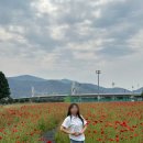 부산 근교 드라이브! 밀양시민이 추천한 밀양 양귀비 꽃밭 꽃구경 방문후기