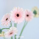 꽃;애정 이미지