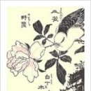 용담Flora