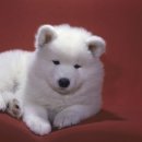 닥터훈트 이미지