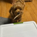 리틀퍼피 | 영천 강아지 수제간식 마이 리틀 퍼피❤🐕