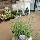 엘플라워 | 처인구꽃집 엘플라워 한송이 카네이션 구매 후기