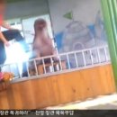 표범발