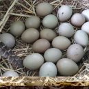 주신농장 이미지